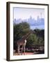 Giraffe, Taronga Zoo, Sydney, Australia-David Wall-Framed Photographic Print