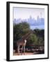 Giraffe, Taronga Zoo, Sydney, Australia-David Wall-Framed Photographic Print