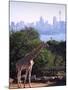 Giraffe, Taronga Zoo, Sydney, Australia-David Wall-Mounted Photographic Print