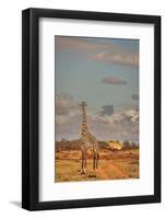 Giraffe, Tsavo West National Park, Africa-John Wilson-Framed Photographic Print