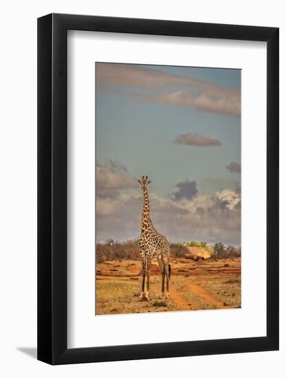 Giraffe, Tsavo West National Park, Africa-John Wilson-Framed Photographic Print