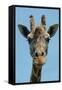Giraffe Up Close-Lantern Press-Framed Stretched Canvas