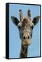 Giraffe Up Close-Lantern Press-Framed Stretched Canvas