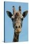 Giraffe Up Close-Lantern Press-Stretched Canvas