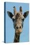 Giraffe Up Close-Lantern Press-Stretched Canvas