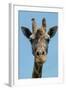 Giraffe Up Close-Lantern Press-Framed Art Print