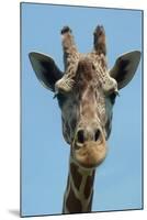 Giraffe Up Close-Lantern Press-Mounted Art Print