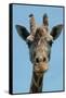 Giraffe Up Close-Lantern Press-Framed Stretched Canvas
