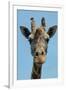 Giraffe Up Close-Lantern Press-Framed Art Print