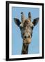 Giraffe Up Close-Lantern Press-Framed Art Print