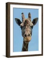 Giraffe Up Close-Lantern Press-Framed Art Print