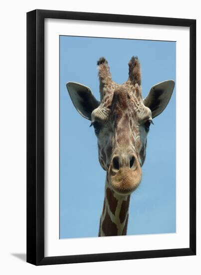 Giraffe Up Close-Lantern Press-Framed Art Print