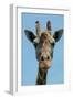 Giraffe Up Close-Lantern Press-Framed Art Print