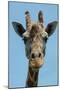 Giraffe Up Close-Lantern Press-Mounted Art Print