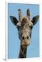 Giraffe Up Close-Lantern Press-Framed Art Print