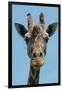 Giraffe Up Close-Lantern Press-Framed Art Print