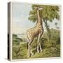 Giraffe Uses Its Dextrous Tongue to Pick off the Leaves from a Very Tall Tree-Joseph Kronheim-Stretched Canvas