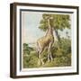 Giraffe Uses Its Dextrous Tongue to Pick off the Leaves from a Very Tall Tree-Joseph Kronheim-Framed Art Print