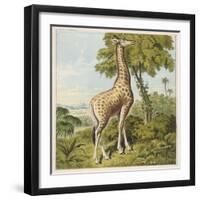 Giraffe Uses Its Dextrous Tongue to Pick off the Leaves from a Very Tall Tree-Joseph Kronheim-Framed Art Print