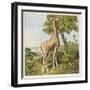 Giraffe Uses Its Dextrous Tongue to Pick off the Leaves from a Very Tall Tree-Joseph Kronheim-Framed Art Print