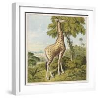 Giraffe Uses Its Dextrous Tongue to Pick off the Leaves from a Very Tall Tree-Joseph Kronheim-Framed Art Print