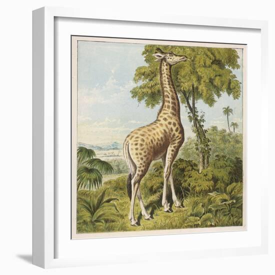 Giraffe Uses Its Dextrous Tongue to Pick off the Leaves from a Very Tall Tree-Joseph Kronheim-Framed Art Print