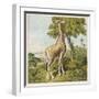 Giraffe Uses Its Dextrous Tongue to Pick off the Leaves from a Very Tall Tree-Joseph Kronheim-Framed Art Print