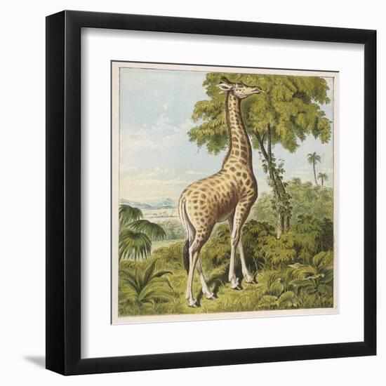 Giraffe Uses Its Dextrous Tongue to Pick off the Leaves from a Very Tall Tree-Joseph Kronheim-Framed Art Print