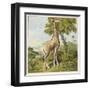 Giraffe Uses Its Dextrous Tongue to Pick off the Leaves from a Very Tall Tree-Joseph Kronheim-Framed Art Print