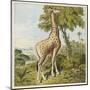 Giraffe Uses Its Dextrous Tongue to Pick off the Leaves from a Very Tall Tree-Joseph Kronheim-Mounted Art Print