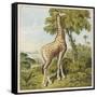 Giraffe Uses Its Dextrous Tongue to Pick off the Leaves from a Very Tall Tree-Joseph Kronheim-Framed Stretched Canvas