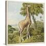 Giraffe Uses Its Dextrous Tongue to Pick off the Leaves from a Very Tall Tree-Joseph Kronheim-Stretched Canvas