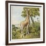 Giraffe Uses Its Dextrous Tongue to Pick off the Leaves from a Very Tall Tree-Joseph Kronheim-Framed Art Print