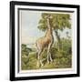 Giraffe Uses Its Dextrous Tongue to Pick off the Leaves from a Very Tall Tree-Joseph Kronheim-Framed Art Print