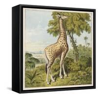 Giraffe Uses Its Dextrous Tongue to Pick off the Leaves from a Very Tall Tree-Joseph Kronheim-Framed Stretched Canvas