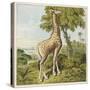 Giraffe Uses Its Dextrous Tongue to Pick off the Leaves from a Very Tall Tree-Joseph Kronheim-Stretched Canvas