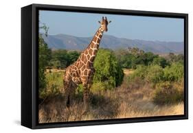 Giraffe Walking across Plain, Kenya-null-Framed Stretched Canvas