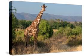 Giraffe Walking across Plain, Kenya-null-Stretched Canvas