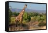 Giraffe Walking across Plain, Kenya-null-Framed Stretched Canvas
