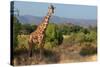 Giraffe Walking across Plain, Kenya-null-Stretched Canvas