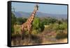 Giraffe Walking across Plain, Kenya-null-Framed Stretched Canvas