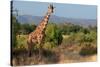 Giraffe Walking across Plain, Kenya-null-Stretched Canvas