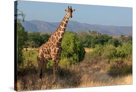 Giraffe Walking across Plain, Kenya-null-Stretched Canvas