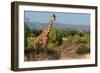 Giraffe Walking across Plain, Kenya-null-Framed Premium Photographic Print