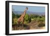 Giraffe Walking across Plain, Kenya-null-Framed Premium Photographic Print