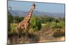 Giraffe Walking across Plain, Kenya-null-Mounted Premium Photographic Print