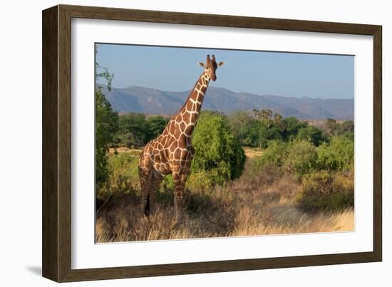 Giraffe Walking across Plain, Kenya-null-Framed Photographic Print