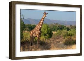 Giraffe Walking across Plain, Kenya-null-Framed Photographic Print