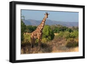 Giraffe Walking across Plain, Kenya-null-Framed Photographic Print