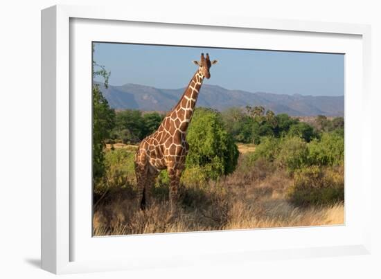 Giraffe Walking across Plain, Kenya-null-Framed Photographic Print